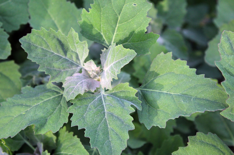 Image of Broth made with fat hen weed leaves