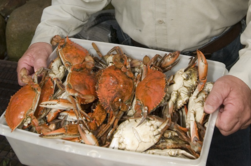 The Vineyard Gazette - Martha's Vineyard News | Crab Hunt