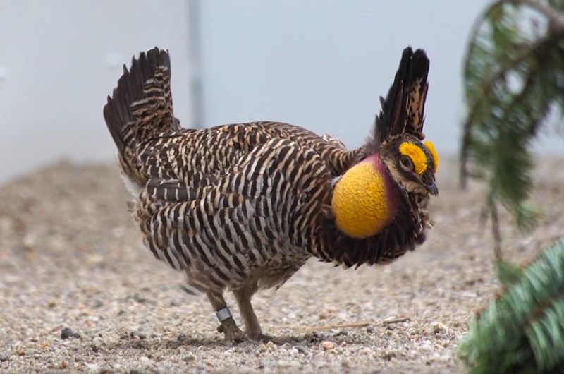 Can We Learn From the History of the Heath Hen?