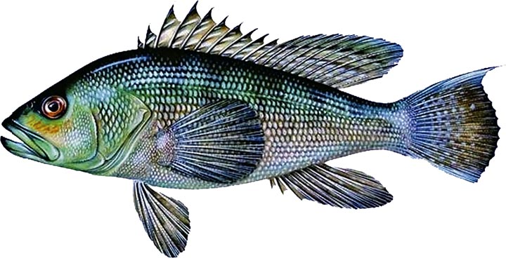 The Vineyard Gazette Martha S Vineyard News Black Sea Bass Are Back Here But Commercial