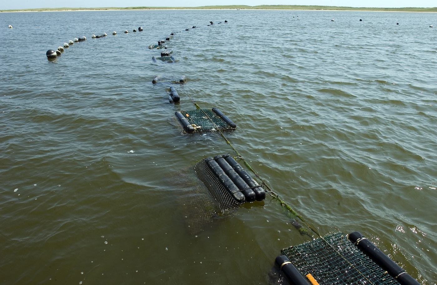 The Vineyard Gazette - Martha's Vineyard News | Oysters Galore in ...