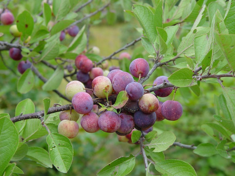 Pollys Garden Beach Plum 