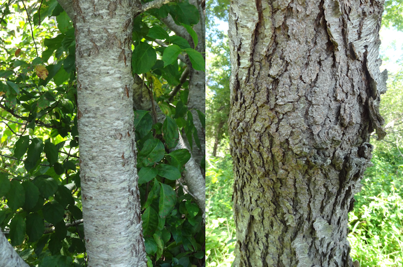 Black Cherry Tree – Green Thumbs Garden