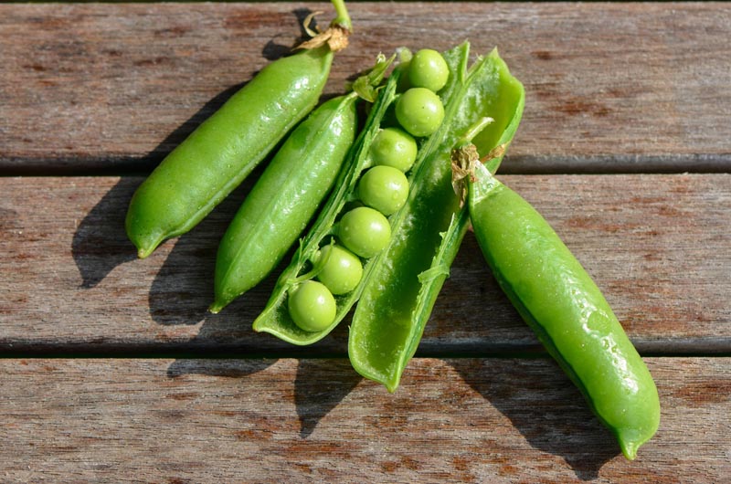 The Vineyard Gazette Marthas Vineyard News Sweet Pea Perfection Grown On The Vine Eaten 7185