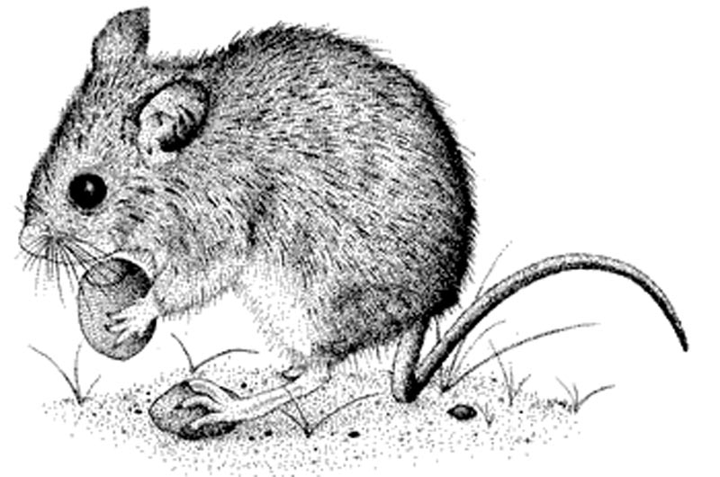 Sketch Illustration of a Little Field Mouse Rodent Stock Illustration   Illustration of drawing funny 269238633