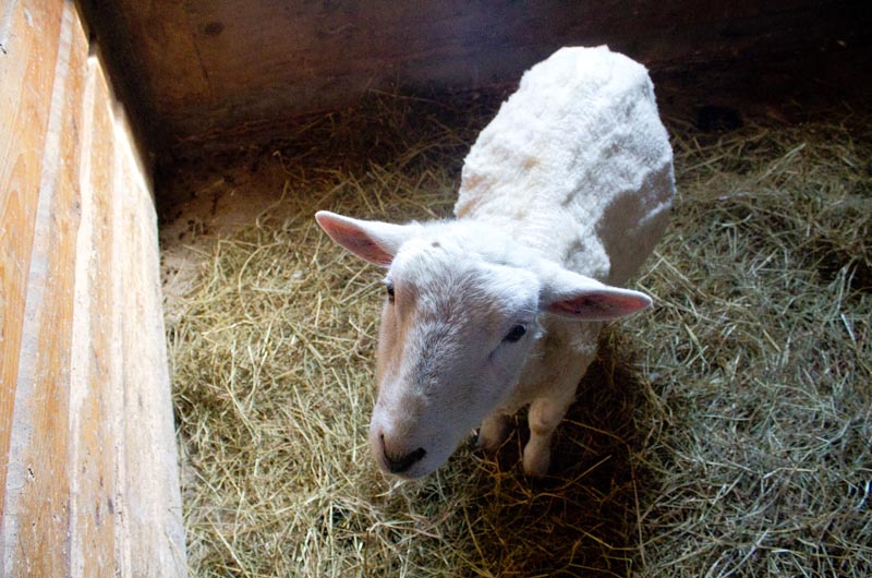 The Vineyard Gazette - News Ram on the Lam Finds Temporary Shelter at Farm