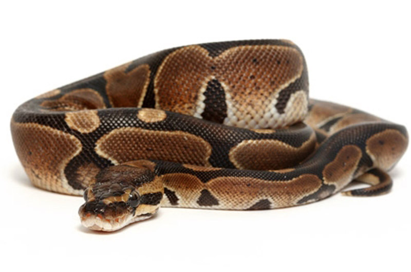 pet python types