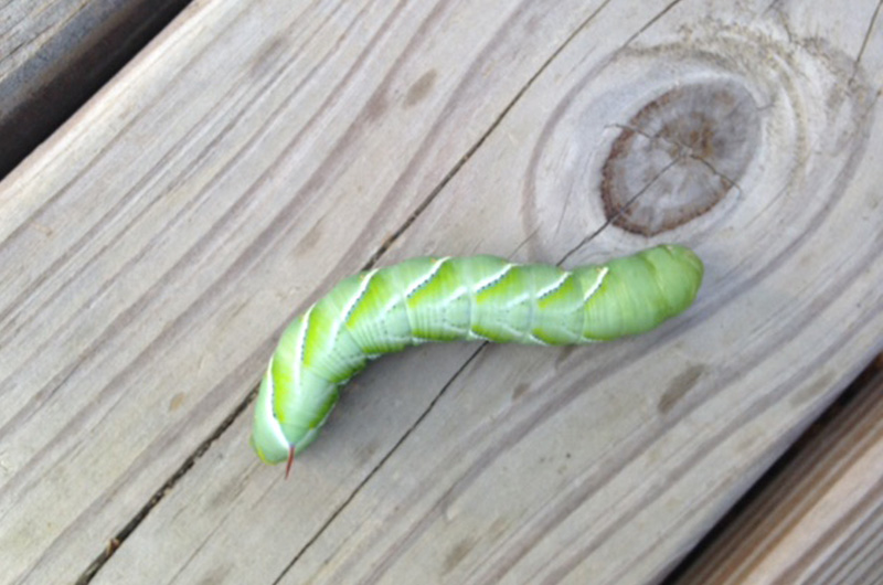 The Vineyard Gazette - Martha's Vineyard News | Caterpillars on Parade