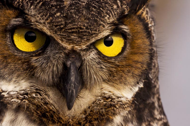 The Vineyard Gazette - Martha's Vineyard News | Full Moon Owl Prowl