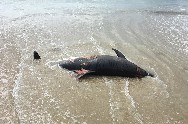 Dolphin Death Count Reaches 22 - Cape May County Herald