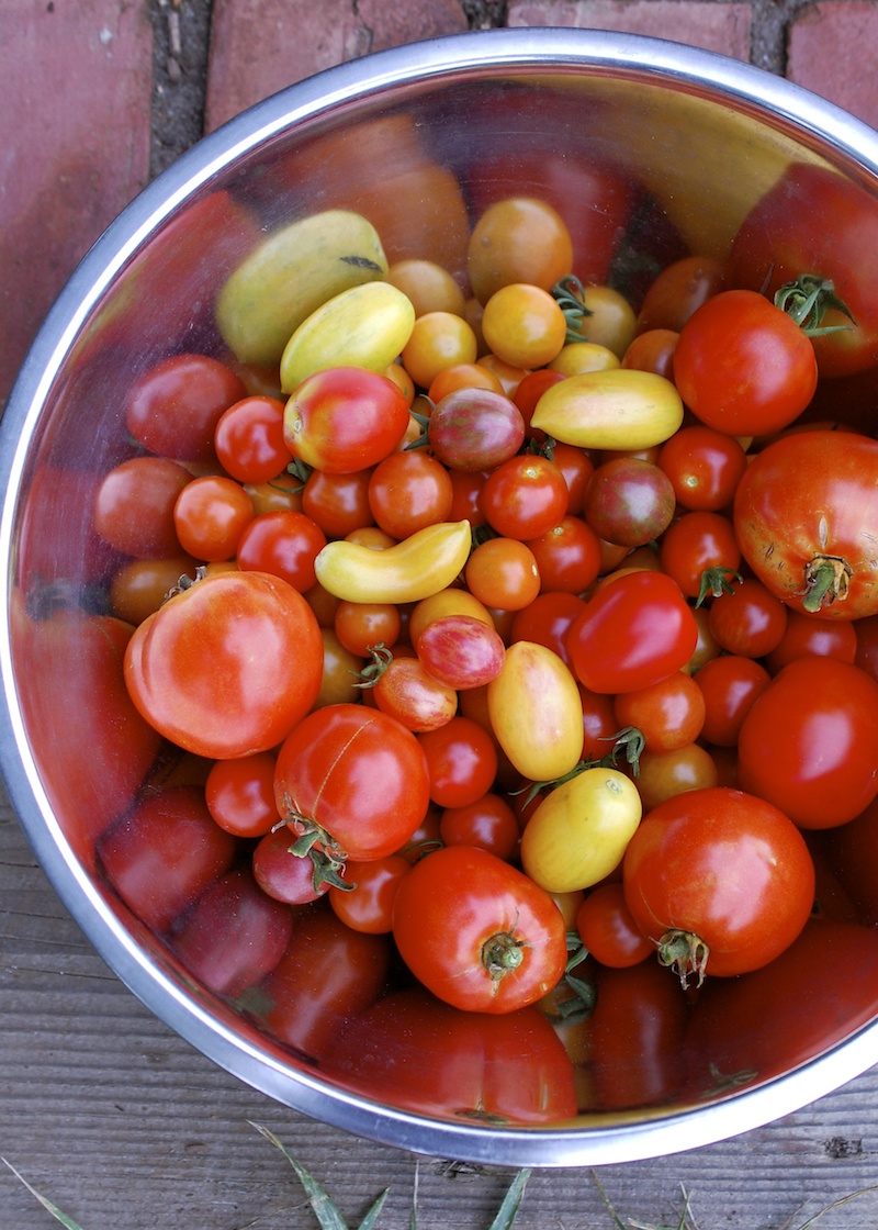 Martha's Vineyard Magazine  Slow-Roasted Beefsteak Tomatoes