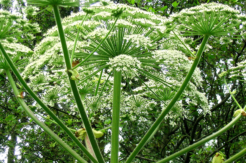 The Vineyard Gazette Martha s Vineyard News Going Hog Wild For Hogweed