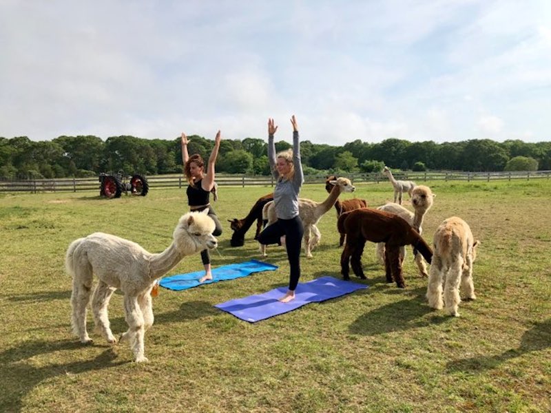 Alpacas yoga session classes