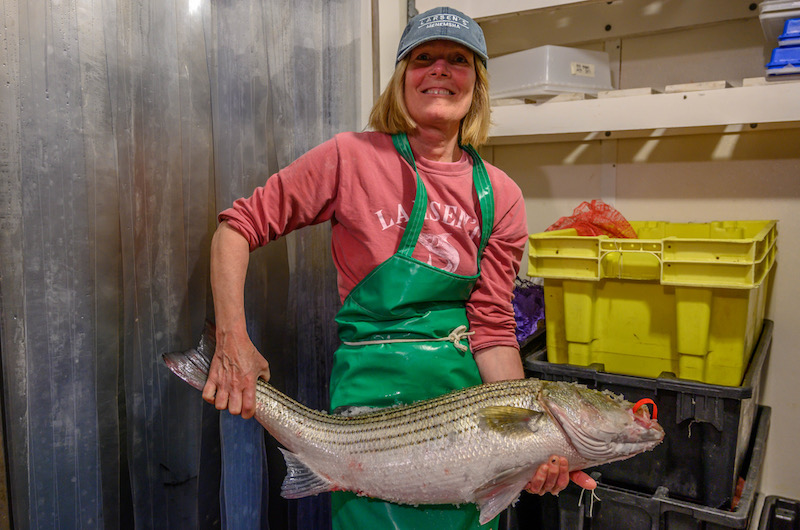 The Vineyard Gazette - Martha's Vineyard News  Commercial Striped Bass  Season Opens, Amid Concerns About Fishery