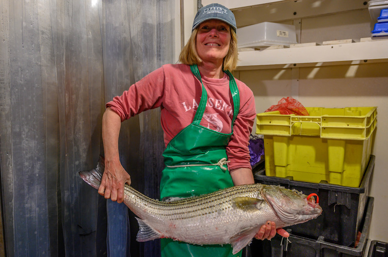 Ask an Expert: What's so great about a striped bass? - The Martha's  Vineyard Times