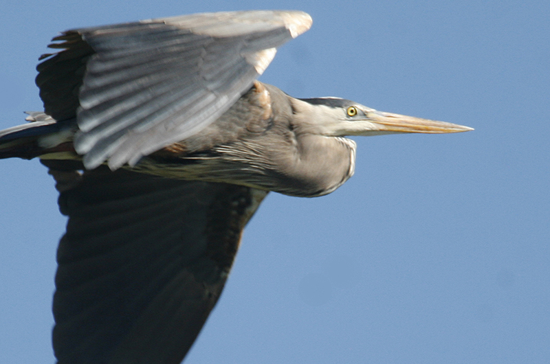 The Engorged Heron*  The Poetry Department . . . aka The Boynton Blog