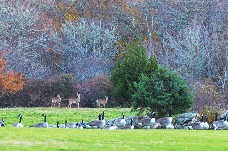 The Vineyard Gazette Martha's Vineyard News Shotgun Season Opens