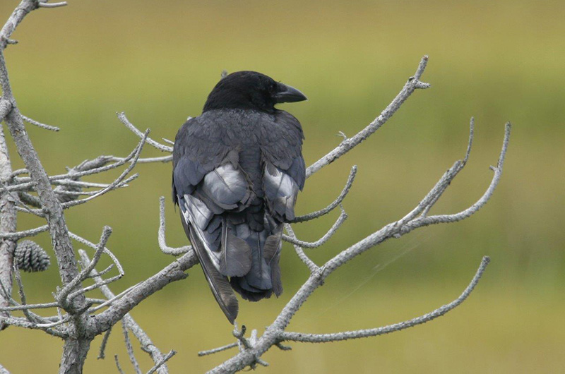 Crows and Ravens - San Fernando Valley Audubon Society