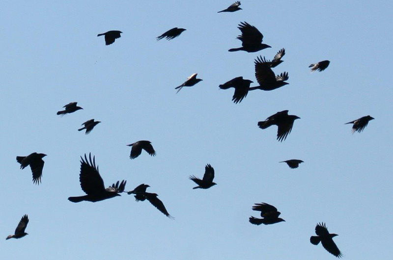 What Is The Meaning Of Seeing A Flock Of Crows