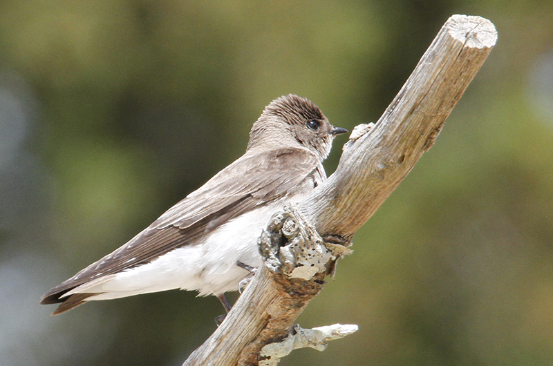 Northern rough-winged swallow on a branch.