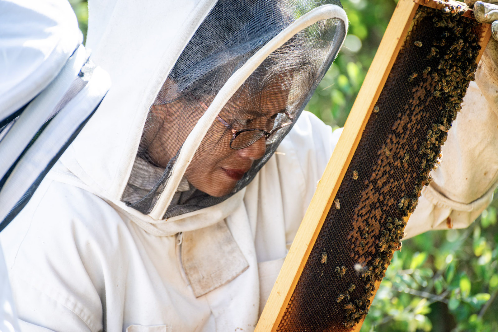 Why Bees are Crucial to the Health of a Vineyard