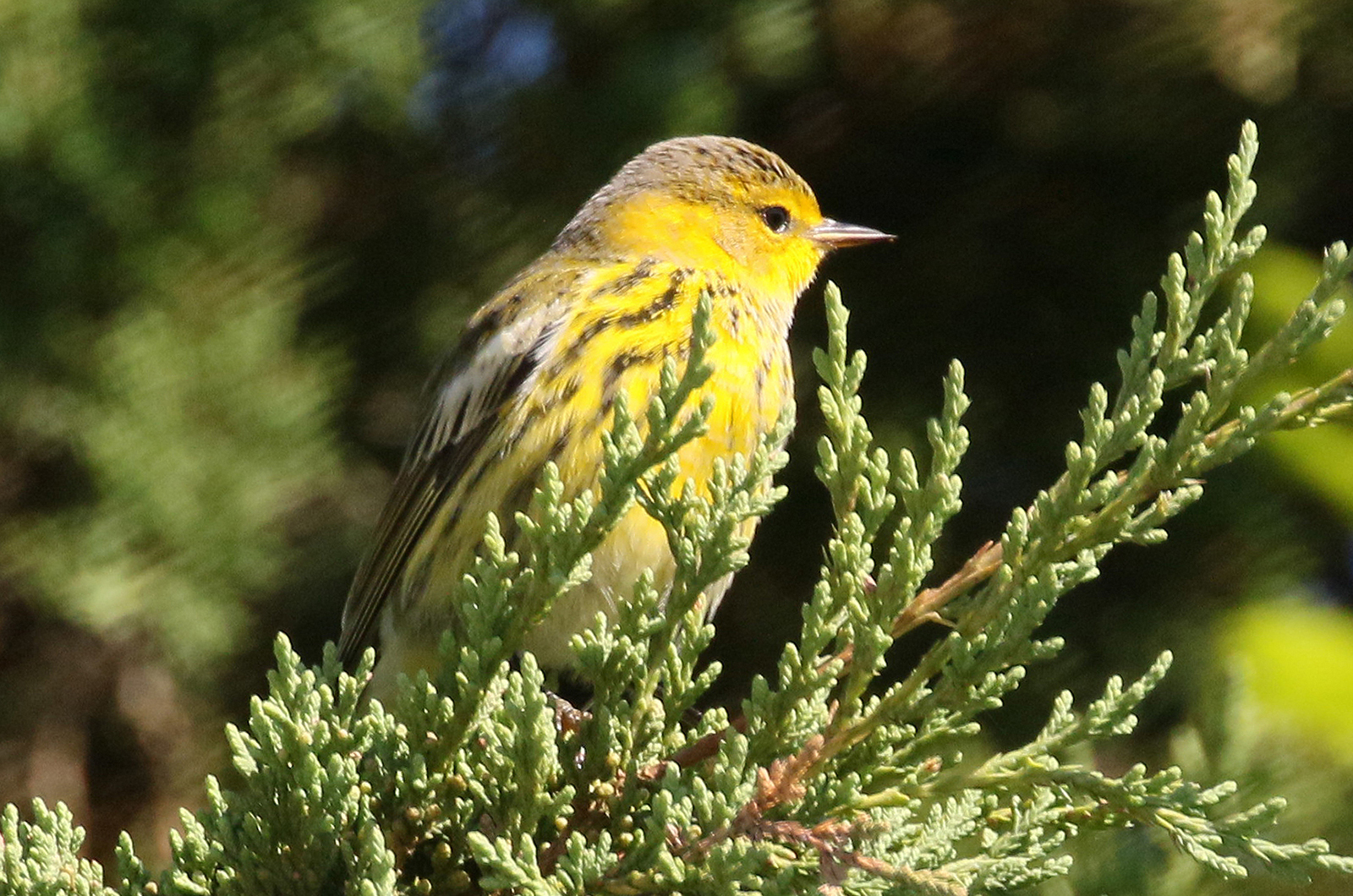 Baltimore Oriole and Cape May Warbler: May 2021