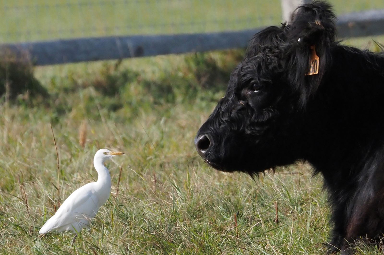 The Vineyard Gazette Martha S Vineyard News Peak Migration   Lm Cattle Egret 