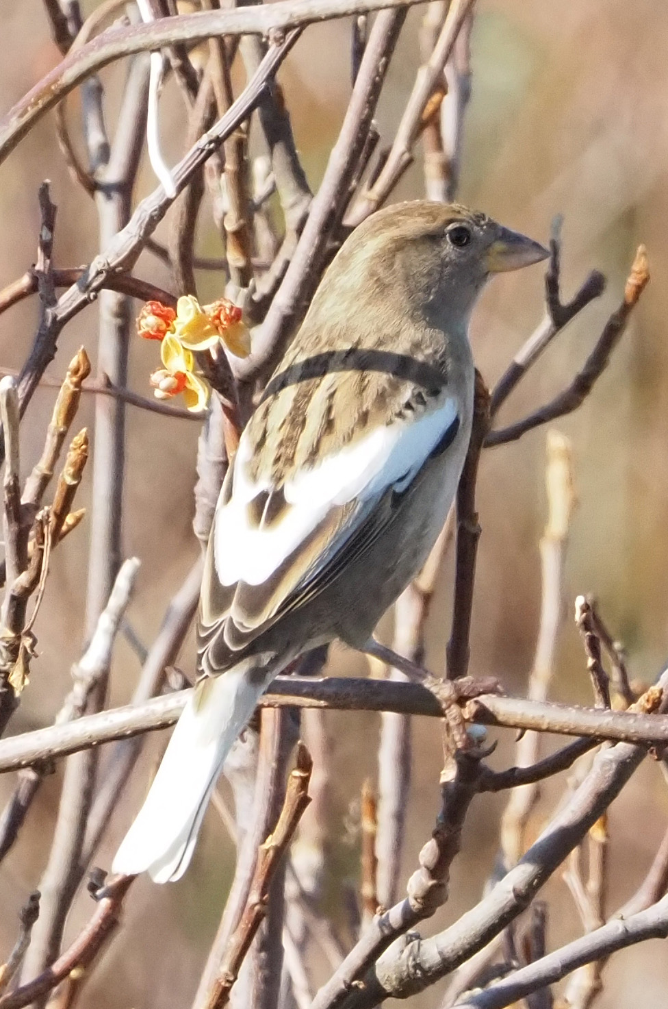 Wild Side: The blue jay - The Martha's Vineyard Times