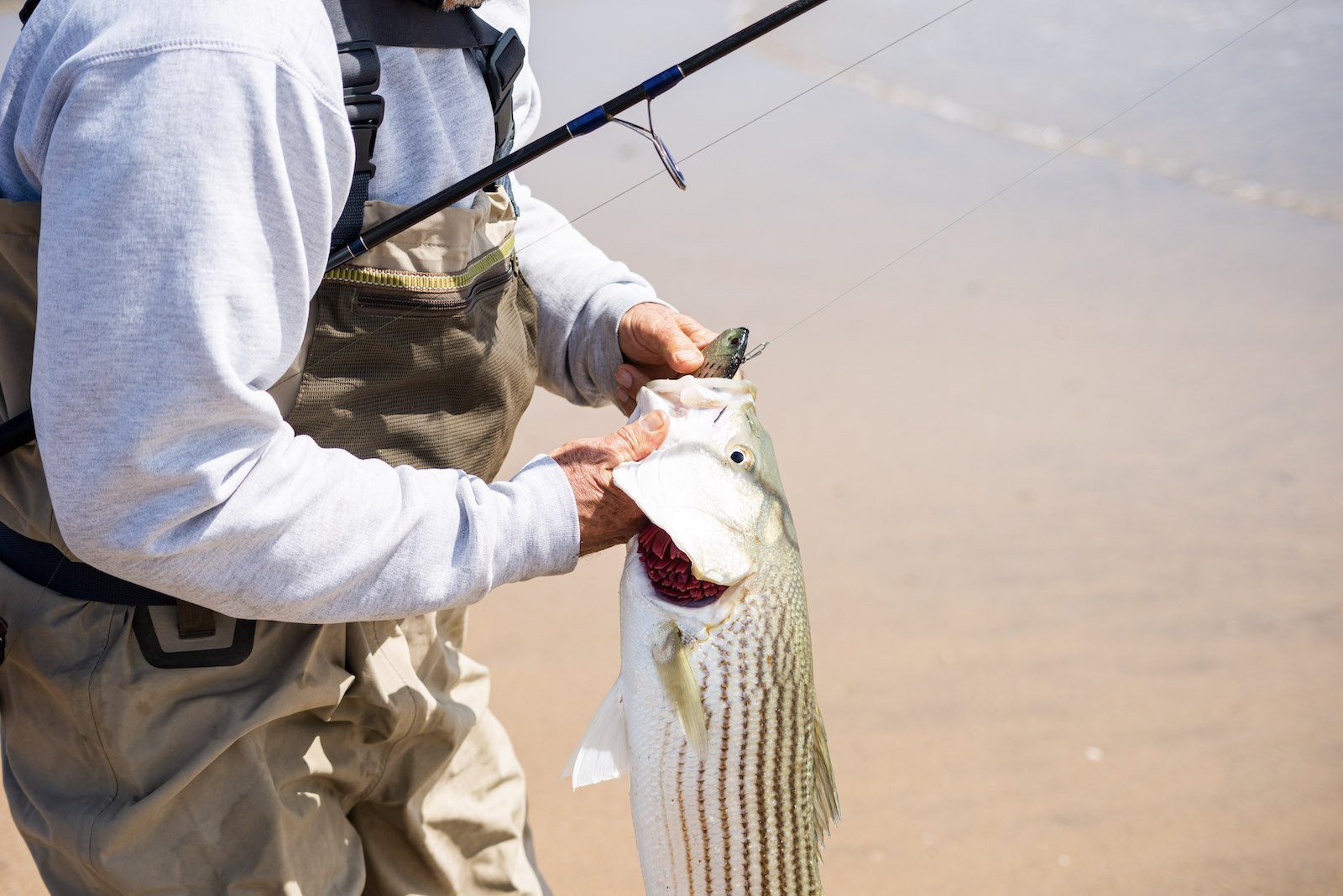 Breakthroughs Position Striped Bass for Commercial Success - North