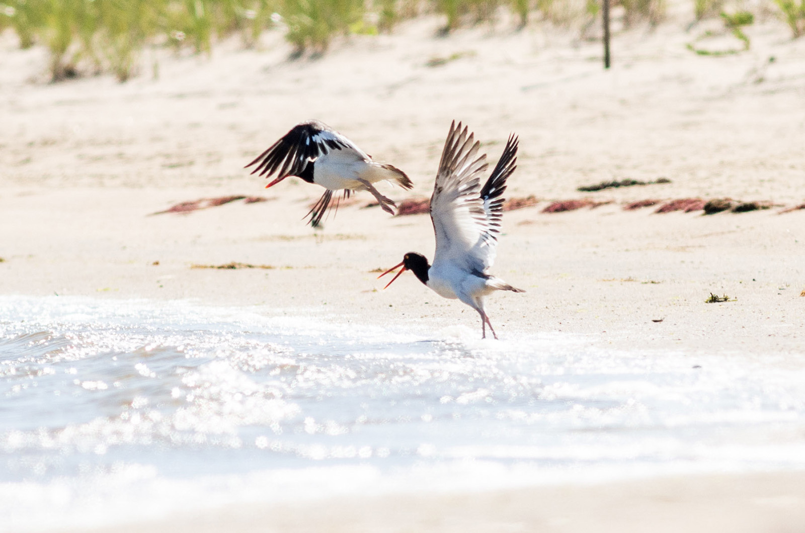 Shorebirds announce 2023 coaching staff - 47abc