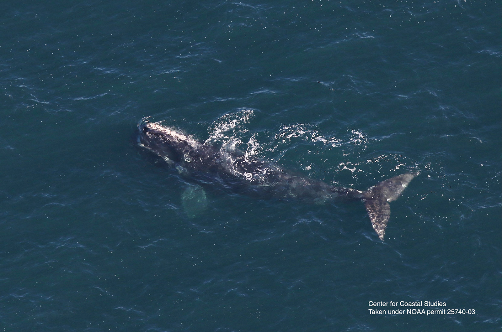 Right Whale's 3,000-Mile Trip to Mass Surprises Researchers