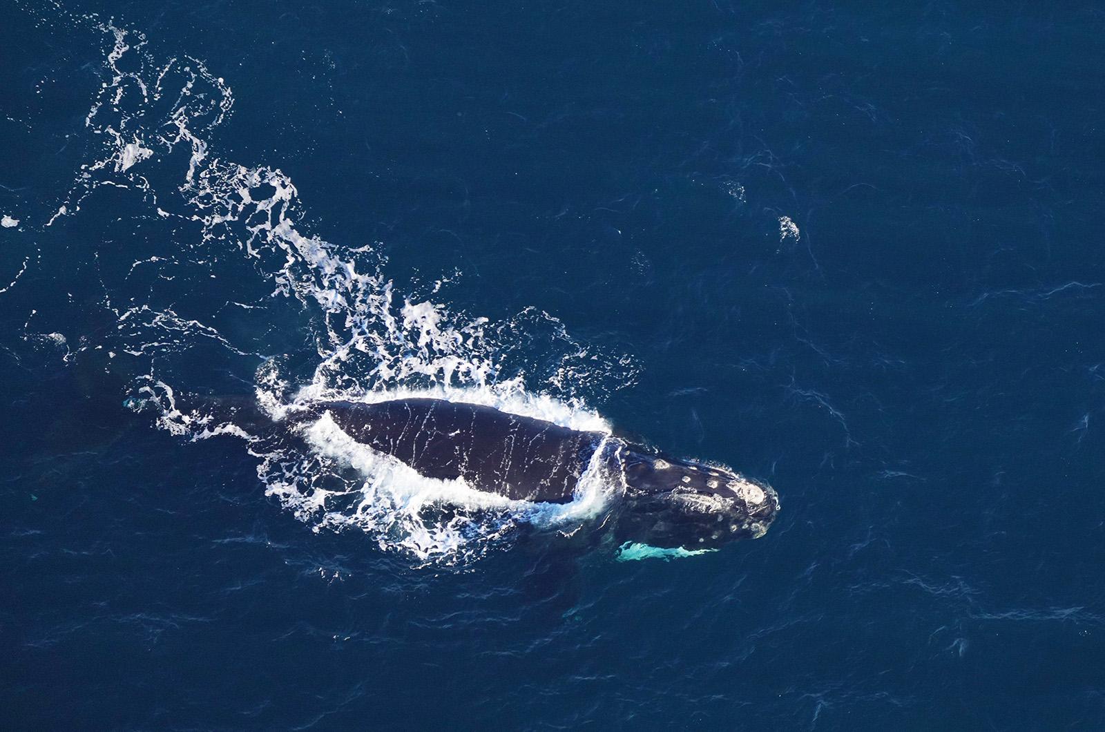 Right whales are critically endangered.