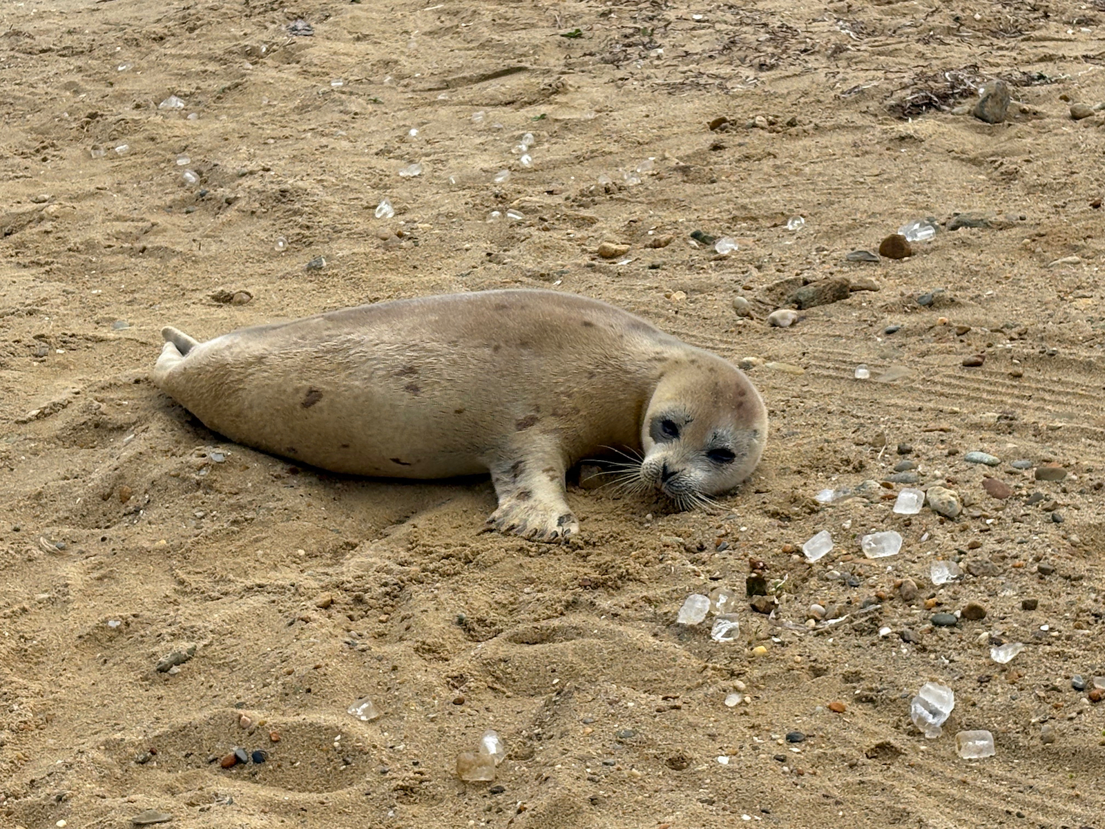 Seal Stranded in Tisbury Dies Despite Rescue Effort