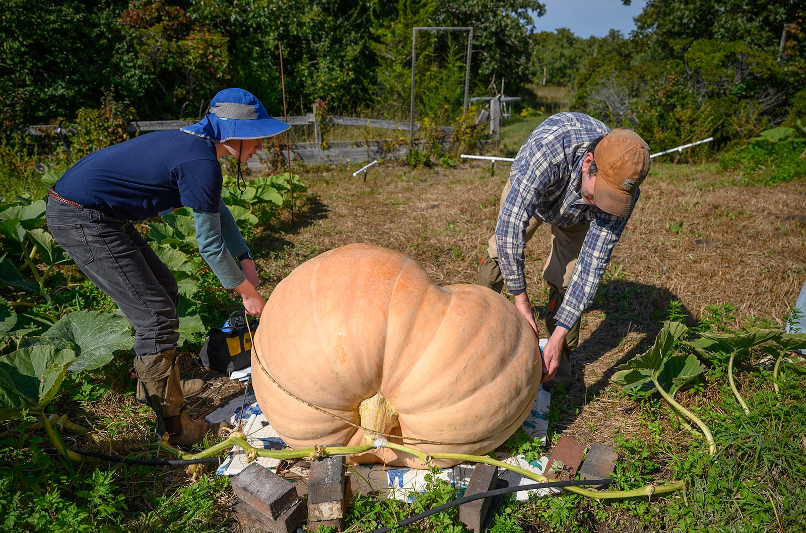 Keeping track of the pumpkin's progress.