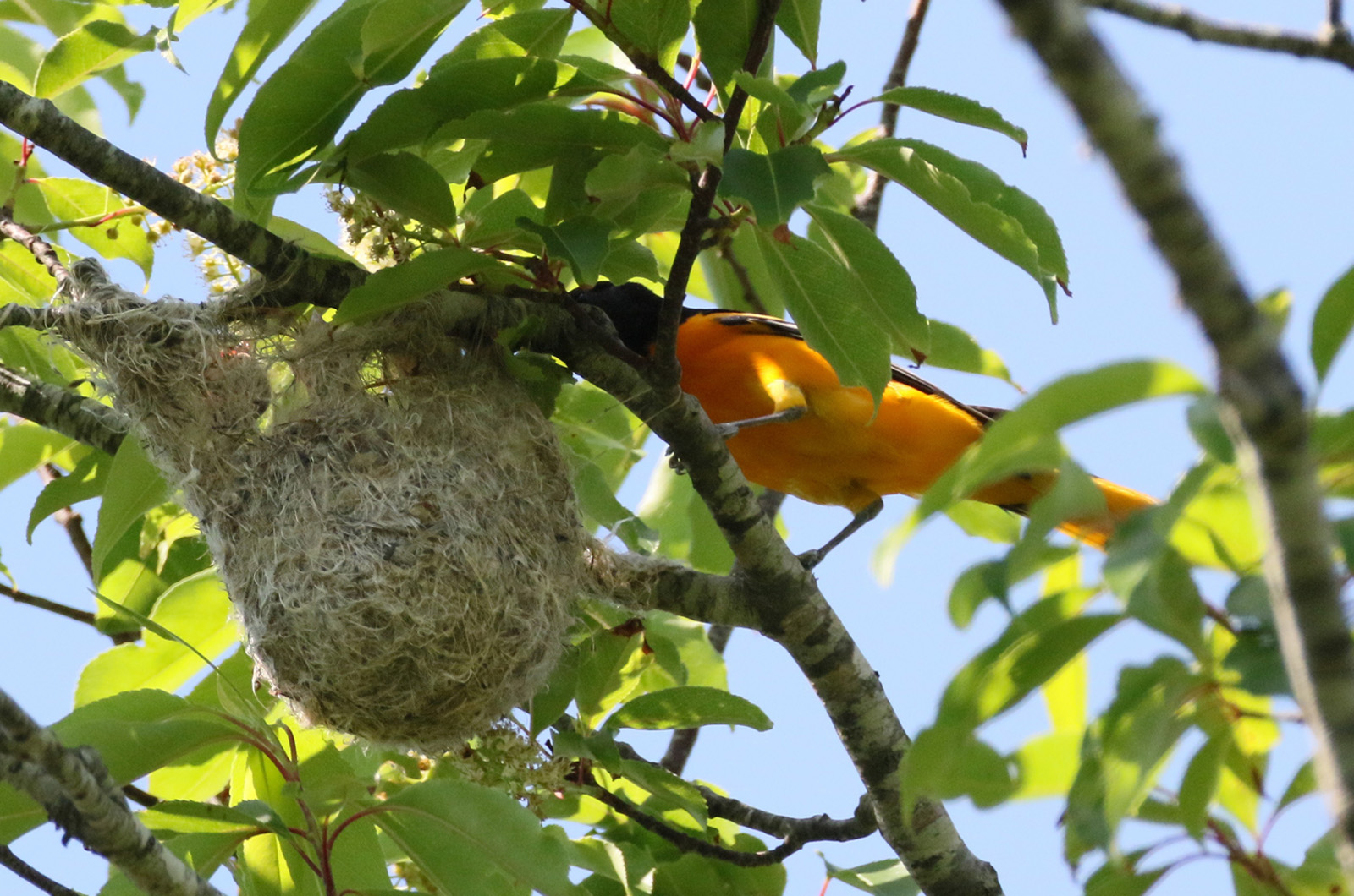 Baltimore Oriole