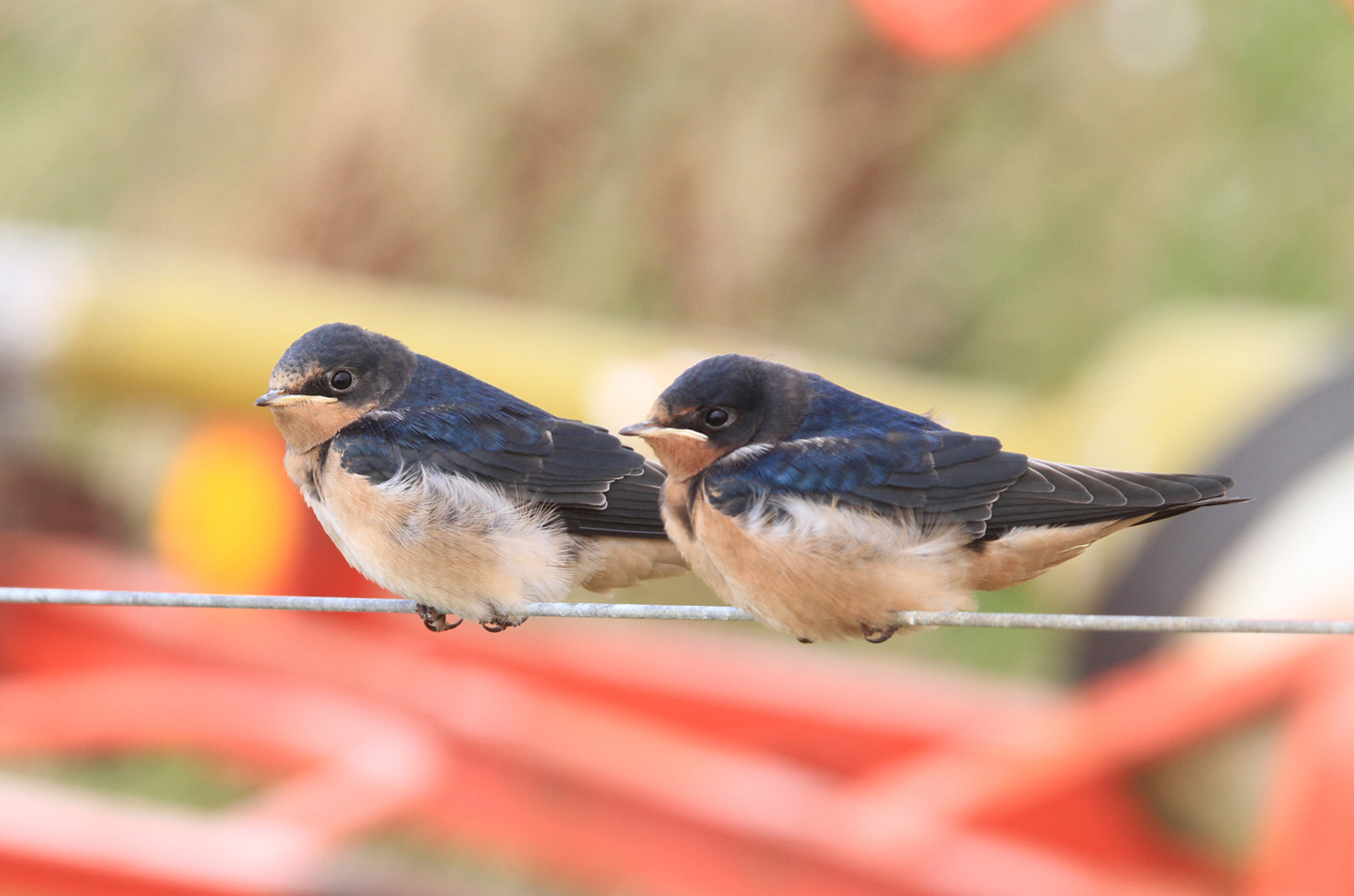 Barn Swallows