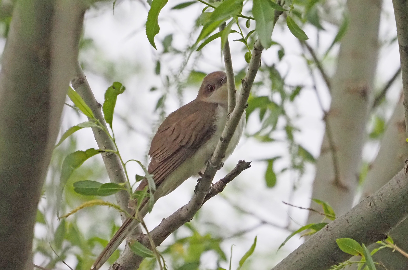 Black Billed Cuckoo