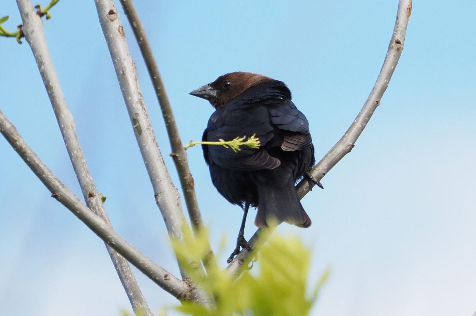 Brown Headed Cowbird