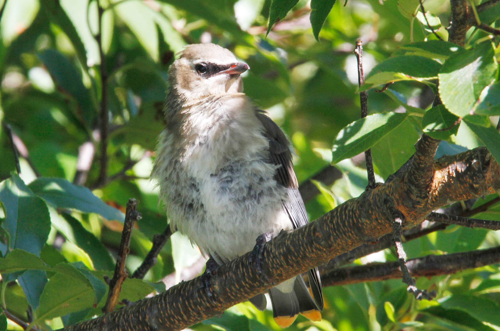 Cedar Waxwing
