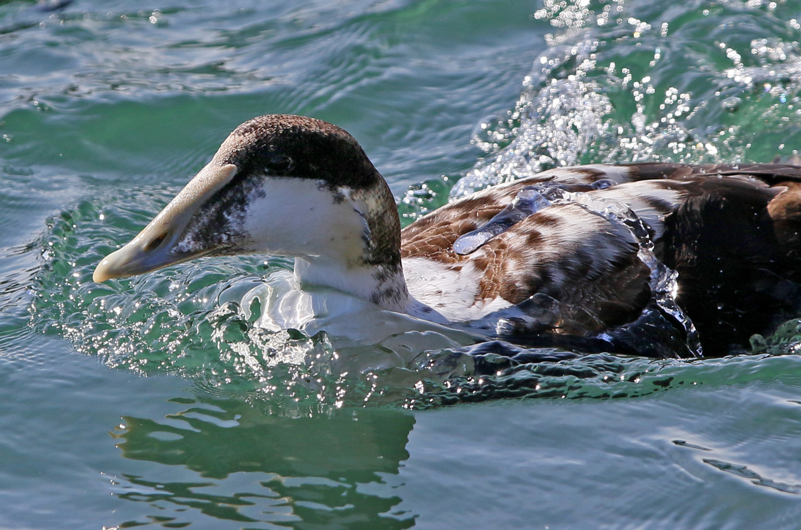 Common Eider