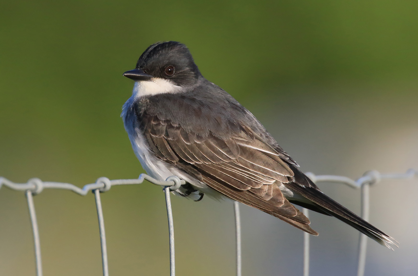 Eastern Kingbird