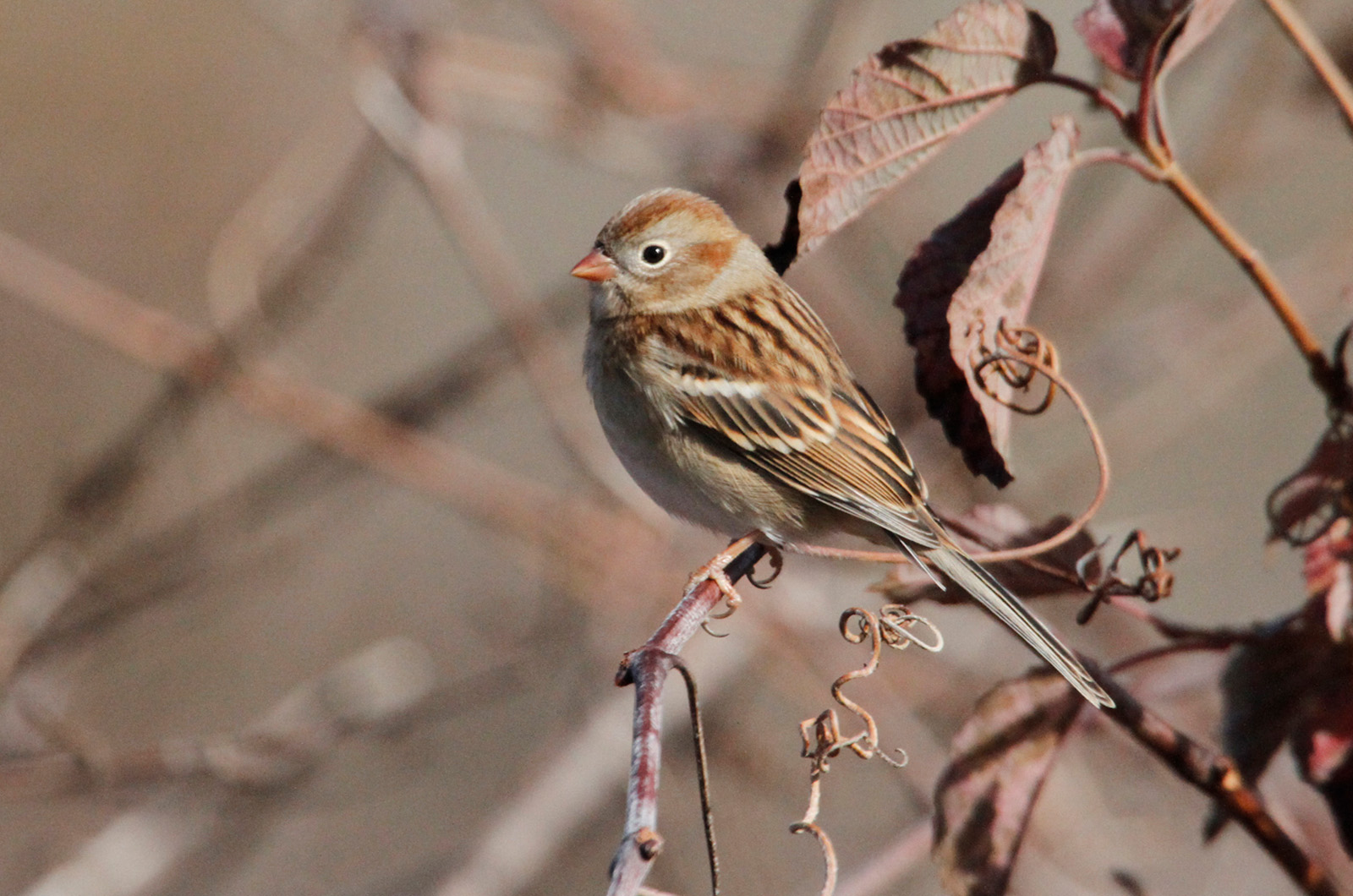 Field Sparrow