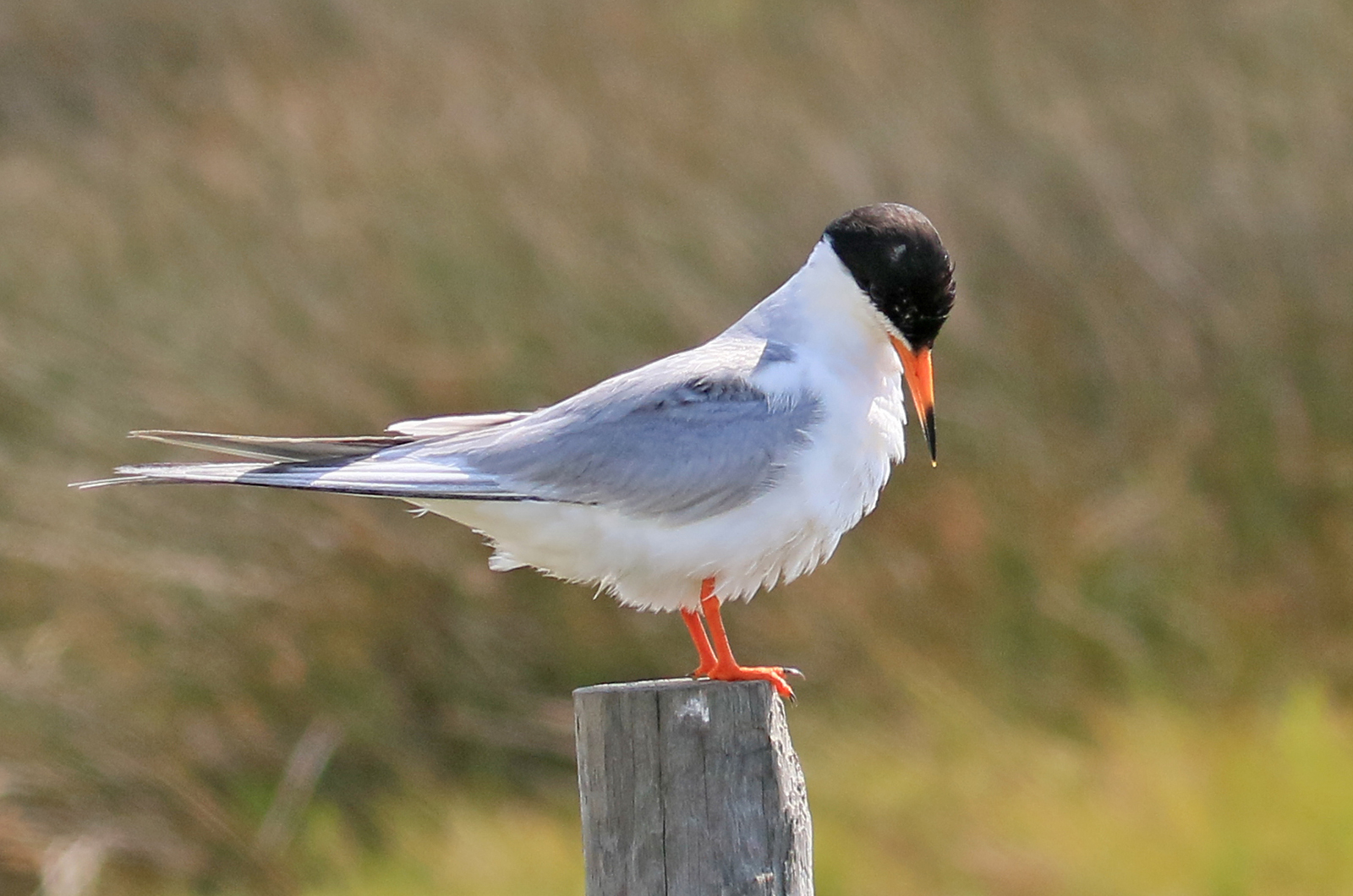 Forsters Tern