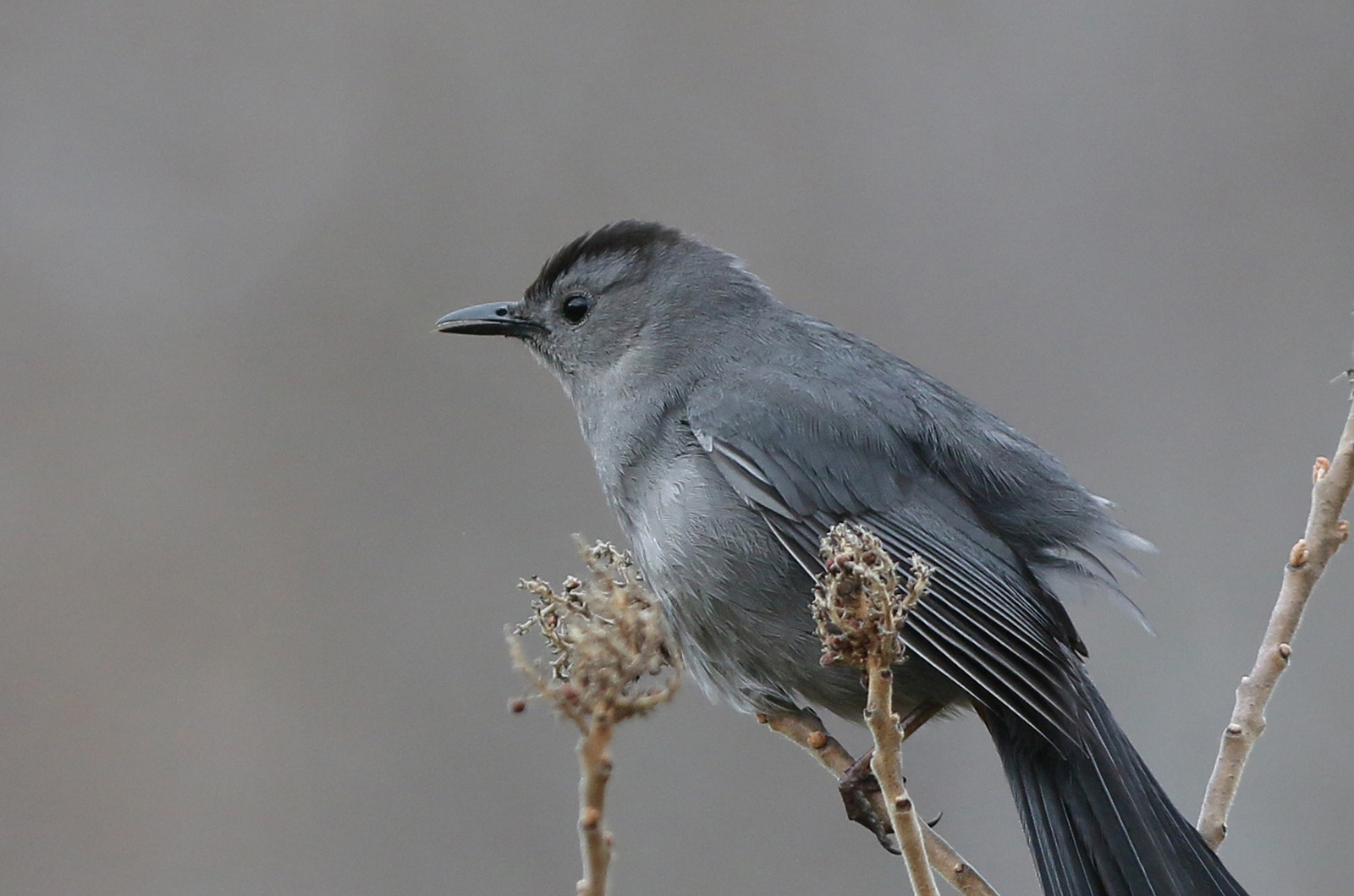 Gray Catbird