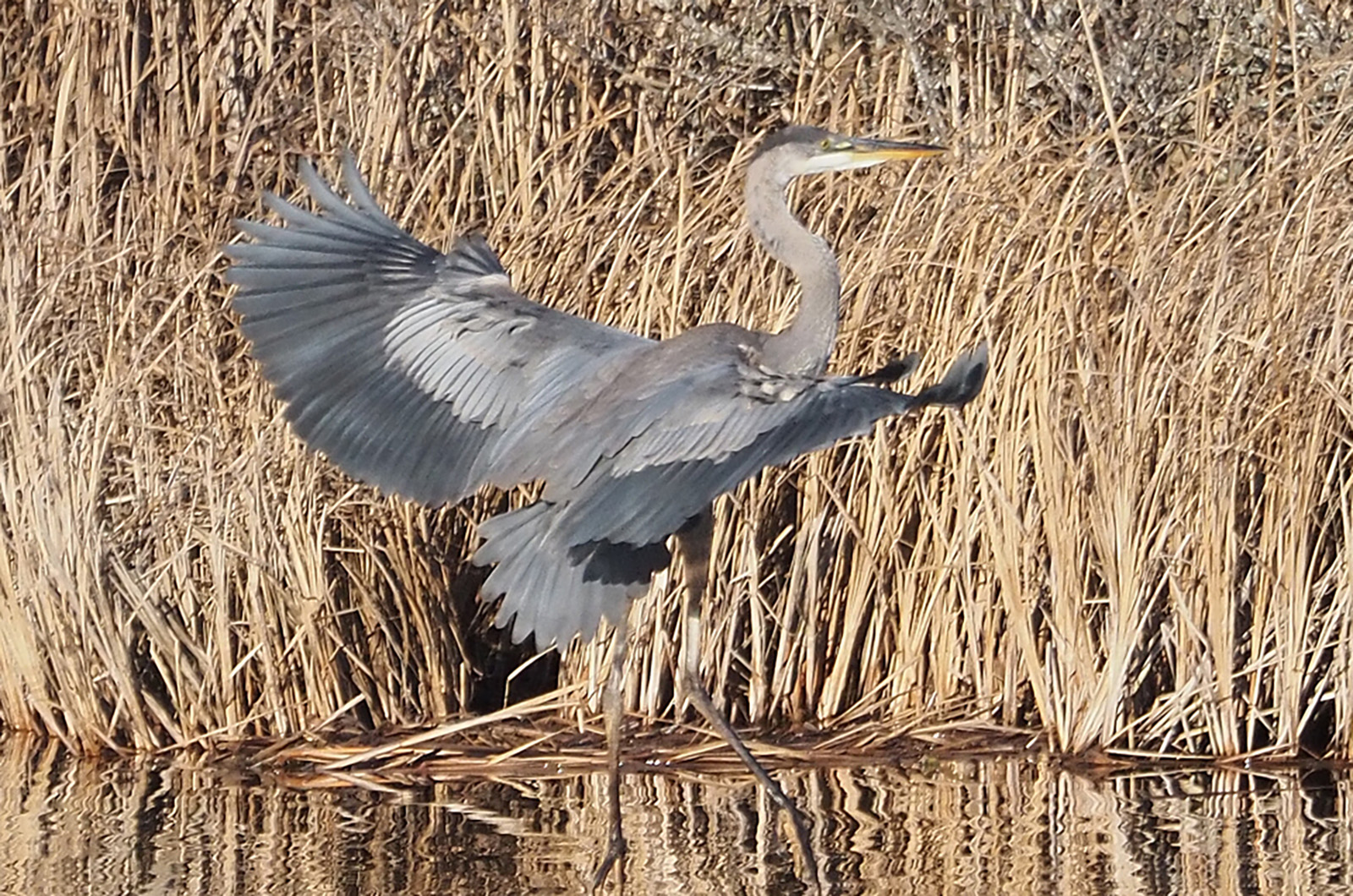 Great Blue Heron