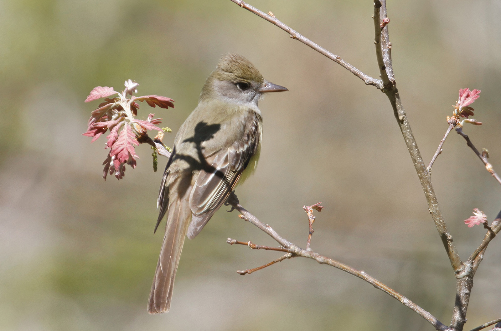 Great Crested Flycatcher