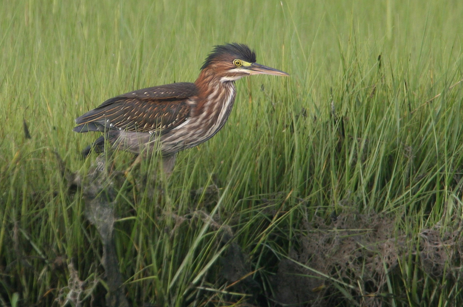 Green Heron