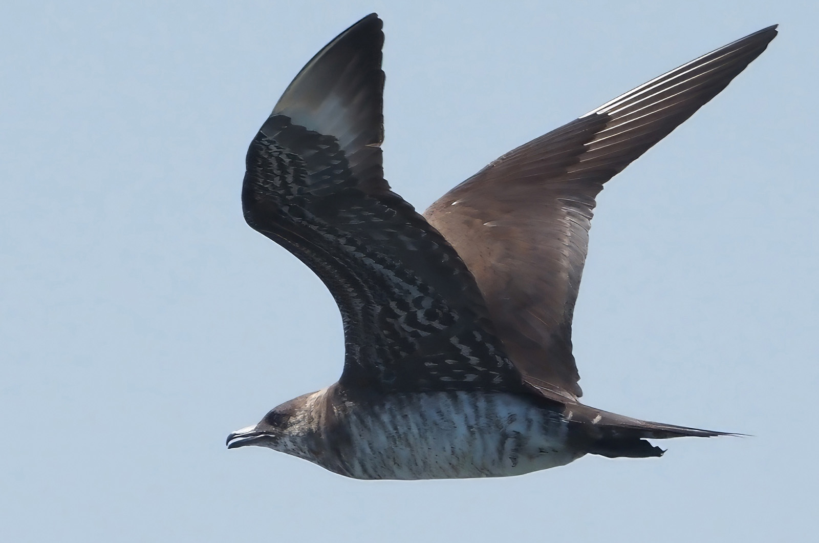 Parasitic Jaeger