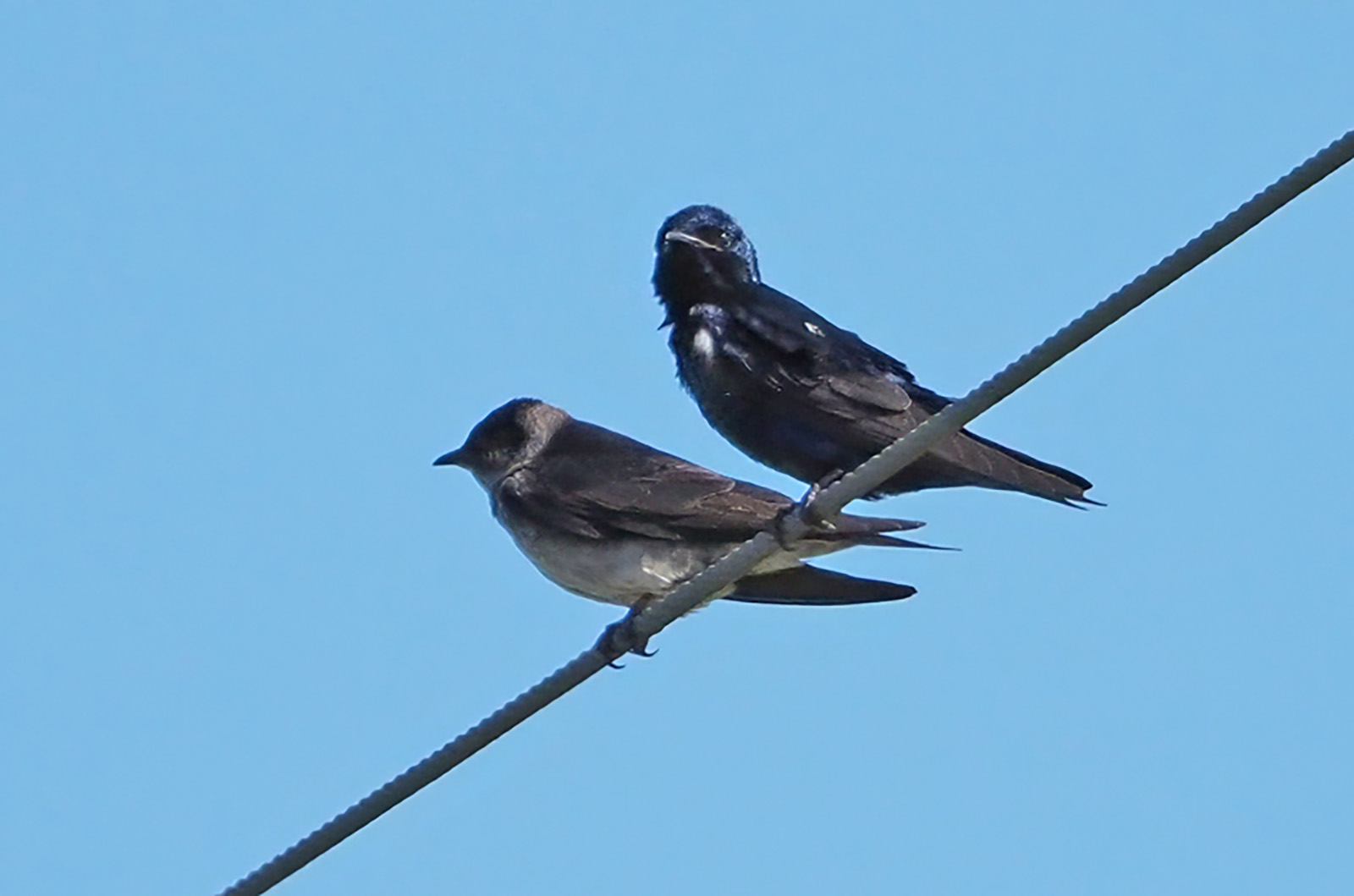Purple Martins