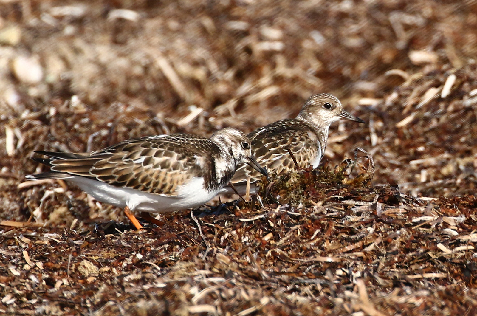 Ruddy Turnstones